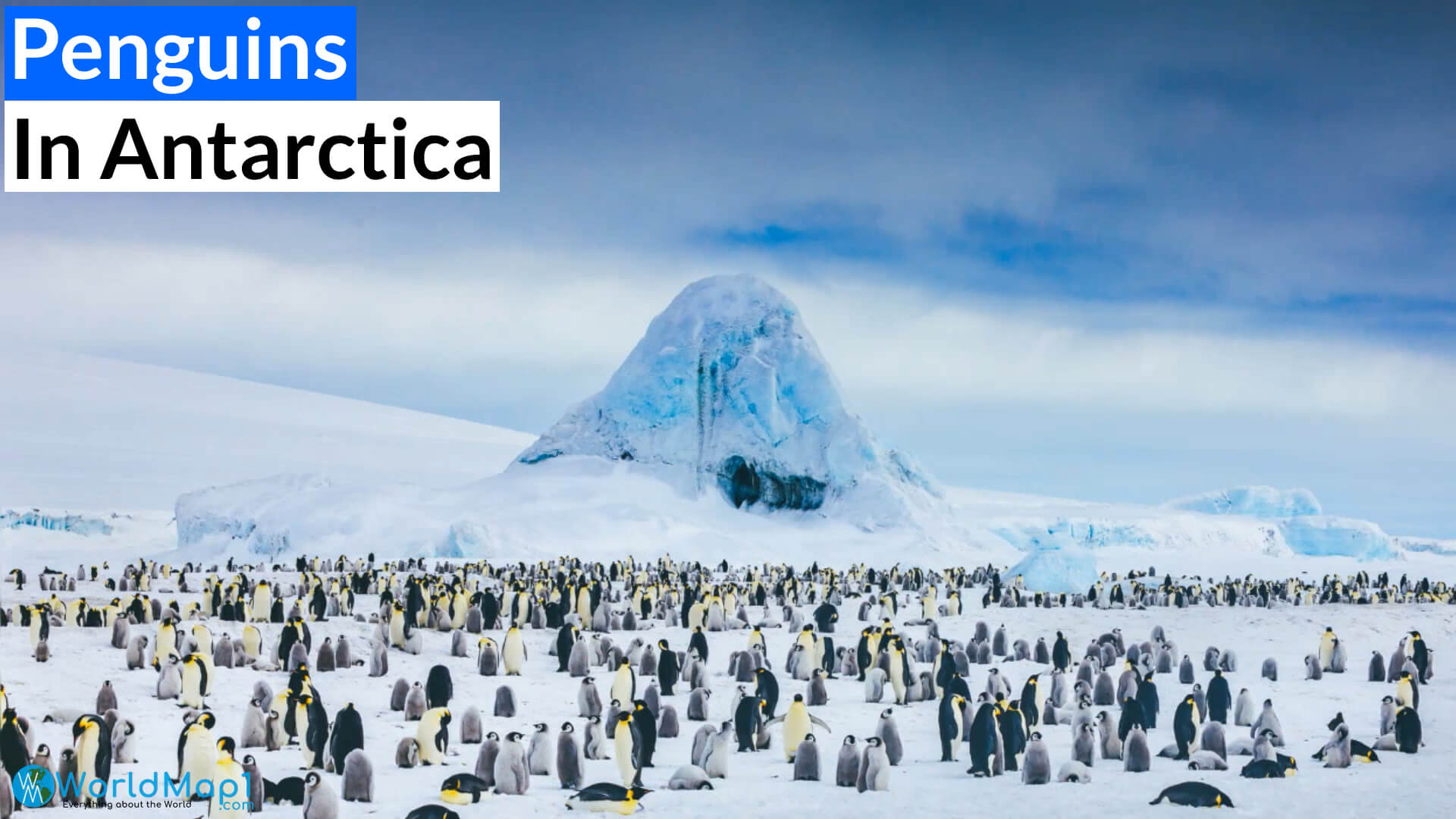 Penguins in Antarctica Winter Time